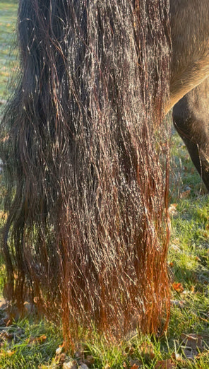 Why we avoid silicone in horse coat care